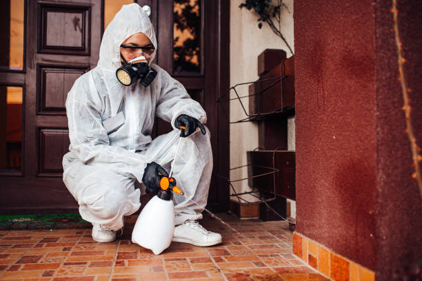 Attic and Crawl Space Rodent Treatment in Vail