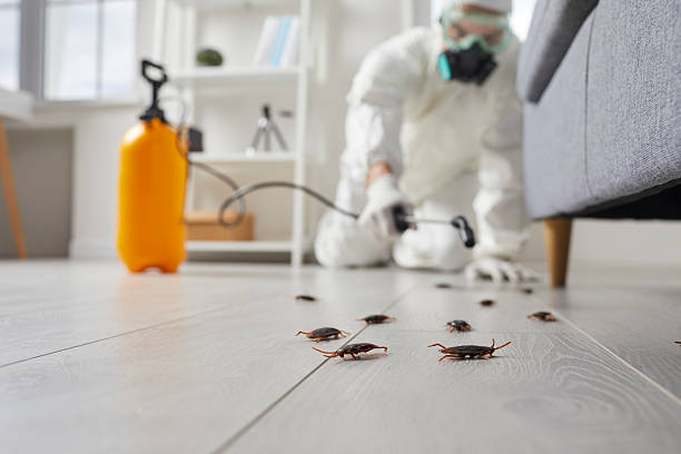 Commercial Rodent Management in Vail